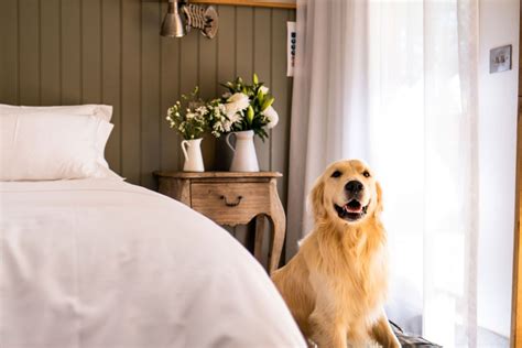 pet friendly short stay accommodation.